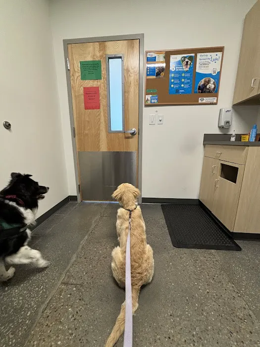 Thrive Pet Healthcare - East Austin Picture 6