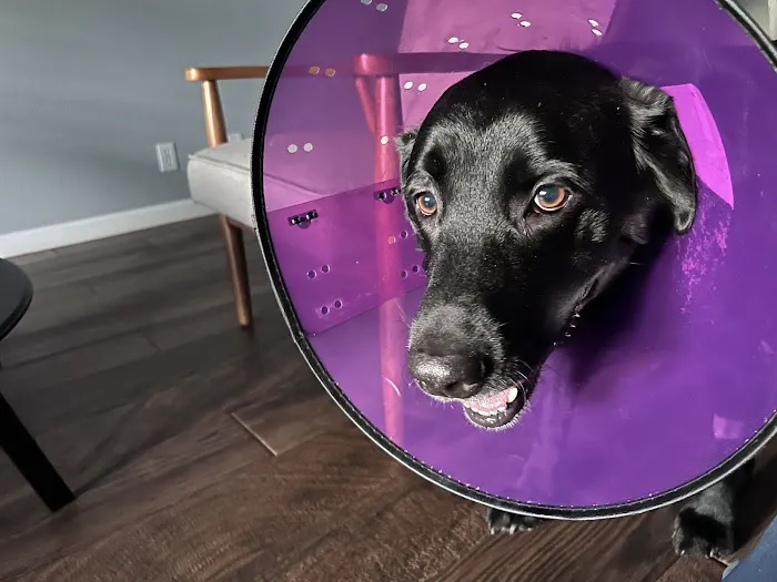 Thrive Pet Healthcare - East Austin Picture 8