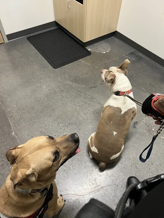 Thrive Pet Healthcare - East Austin Picture 7