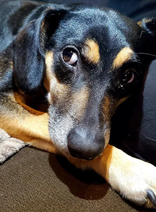 PAZ Veterinary South Picture 7