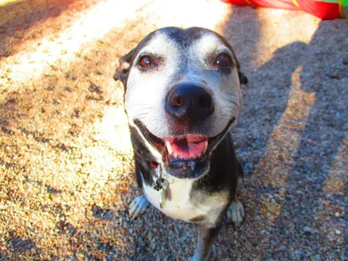 PAZ Veterinary South Picture 8