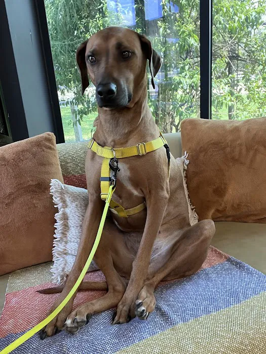 PAZ Veterinary South Picture 10