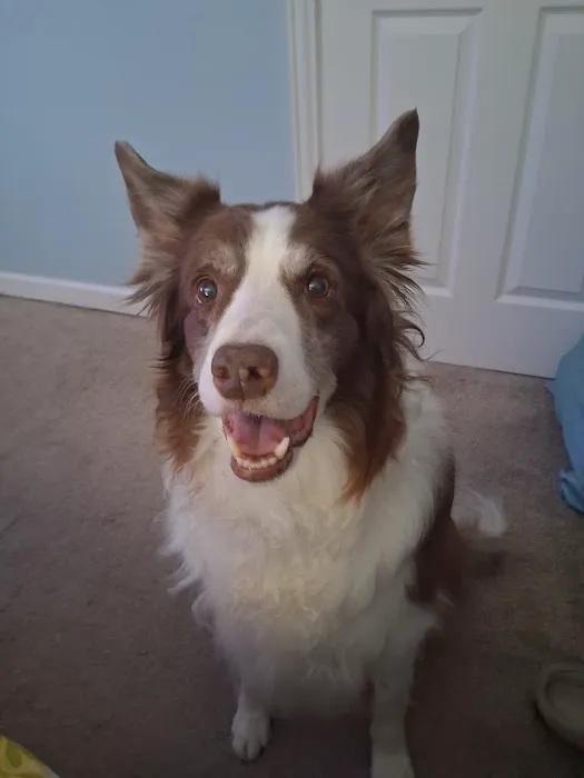 Sam's All Pet's Animal Clinic Picture 3