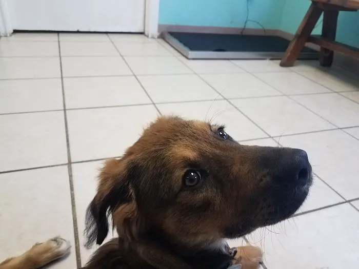 Sam's All Pet's Animal Clinic Picture 9