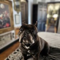 Banfield Pet Hospital ico