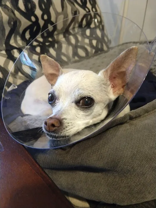 Park Plaza Animal Clinic Picture 1