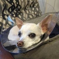 Park Plaza Animal Clinic ico