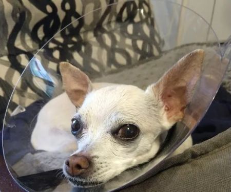 Park Plaza Animal Clinic