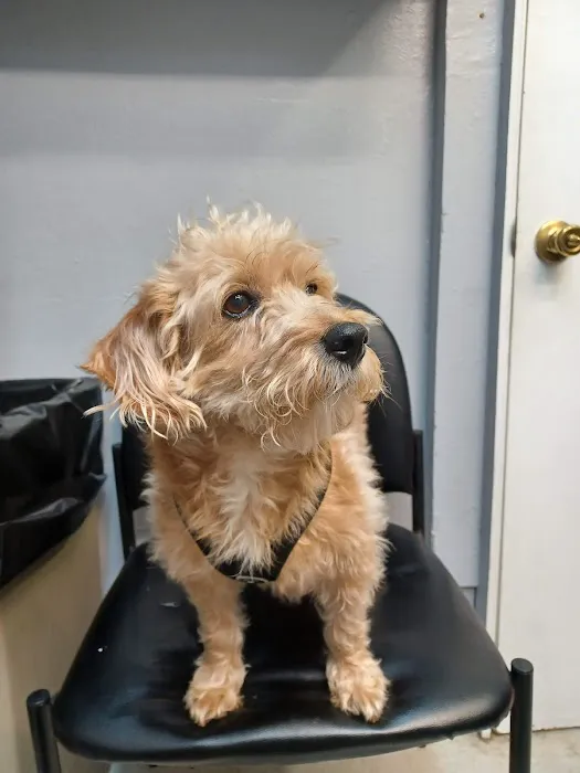 Park Plaza Animal Clinic Picture 5