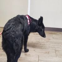 Sanford Oaks Animal Clinic ico