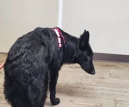Sanford Oaks Animal Clinic