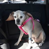 Arkansas-Browning Animal: Lippett Alice DVM ico