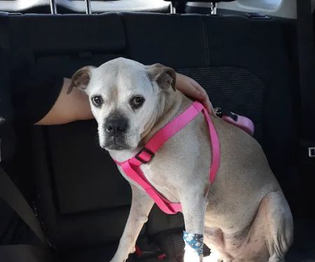 Arkansas-Browning Animal: Lippett Alice DVM