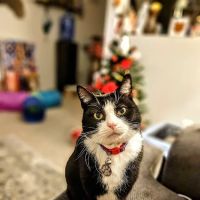 South Arlington Animal Clinic ico