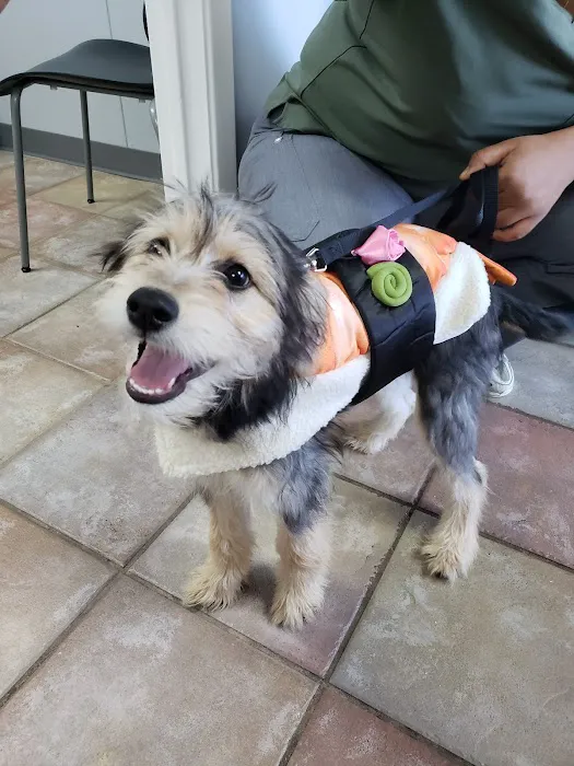 South Arlington Animal Clinic Picture 5