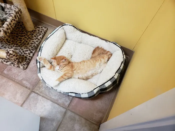 South Arlington Animal Clinic Picture 4