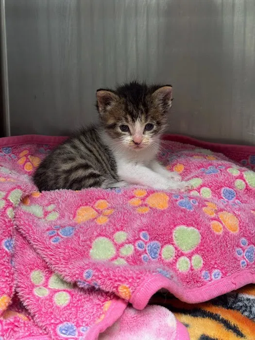 South Arlington Animal Clinic Picture 8