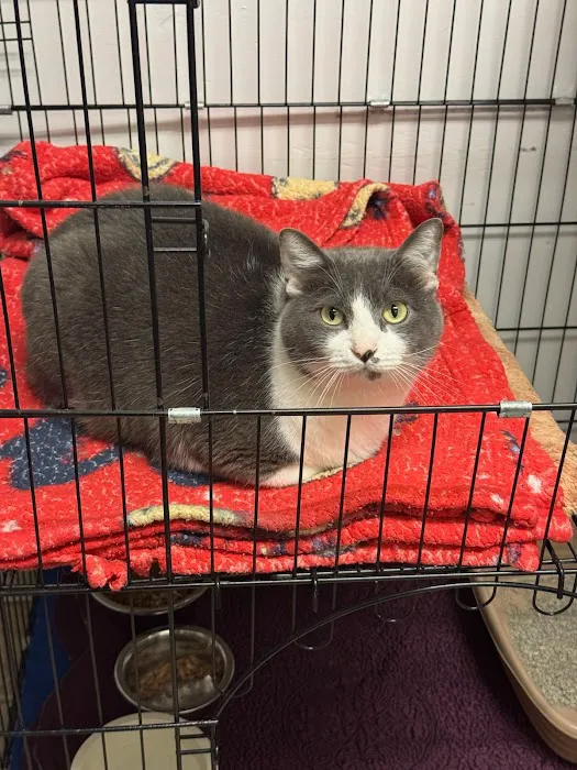South Arlington Animal Clinic Picture 7