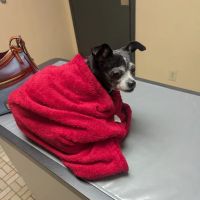 Arkansas Lane Animal Hospital ico
