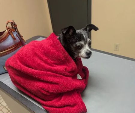 Arkansas Lane Animal Hospital
