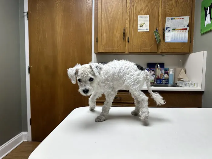 Animal Hospital & Clinic of Arlington Picture 5