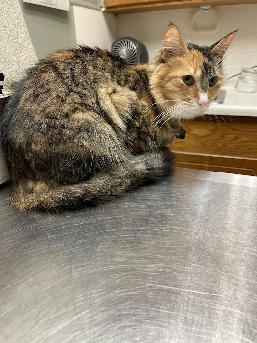 Animal Hospital & Clinic of Arlington Picture 8