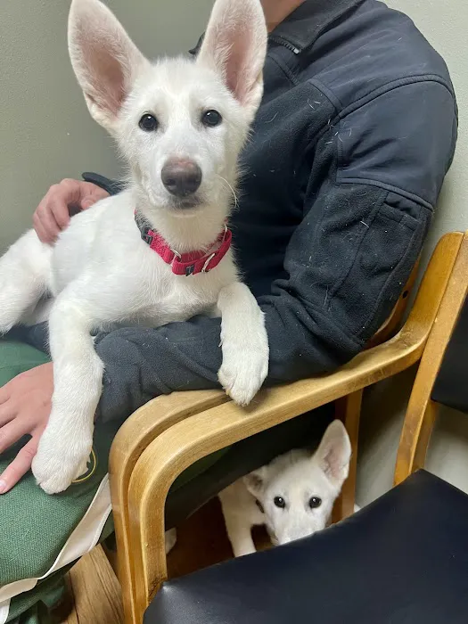 Animal Hospital & Clinic of Arlington Picture 9