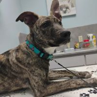 Animal Health Care Center ico