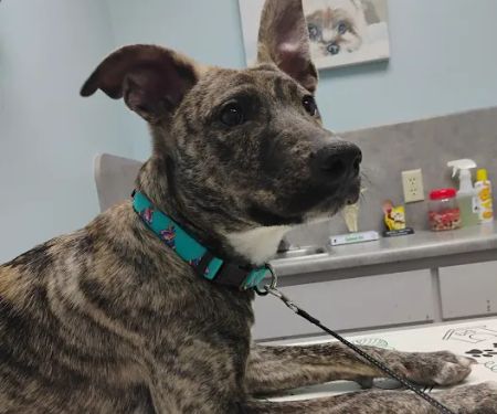 Animal Health Care Center