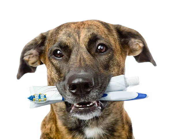 Animal Health Care Center Picture 5