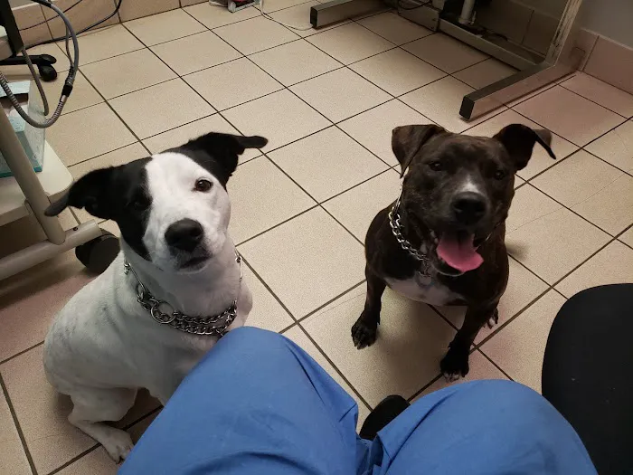 Green Oaks North Pet Hospital Picture 2