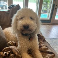 Farrell Animal Hospital ico