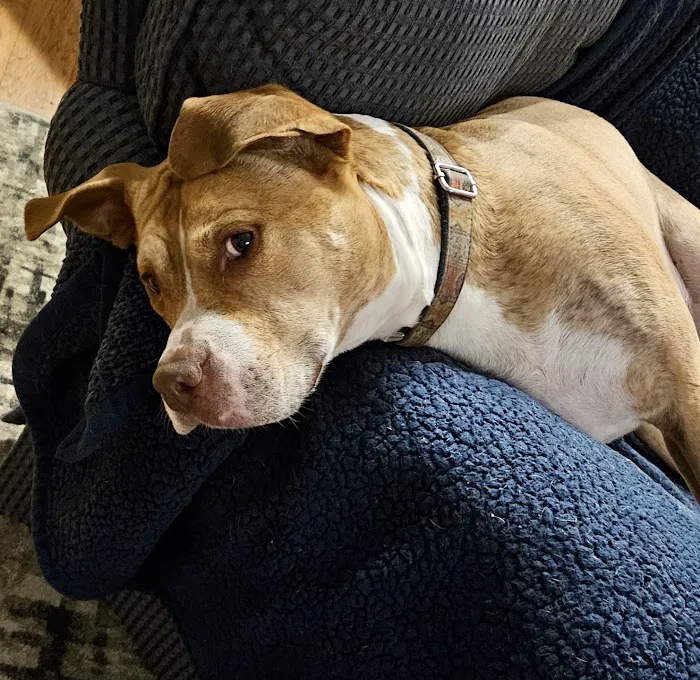 Farrell Animal Hospital Picture 2