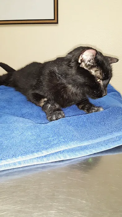 Lomas Veterinary Clinic Picture 3