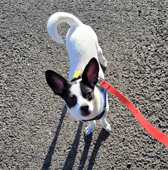 ABQ Spay and Neuter Picture 2