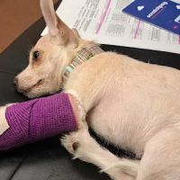 Emergency Veterinarian Albuquerque ico