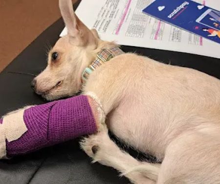 Emergency Veterinarian Albuquerque