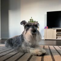 Bolton Animal Hospital ico