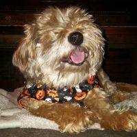 Route 66 Veterinary Emergency & Critical Care Center ico