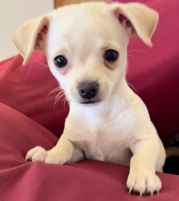 Rio Grande Animal Hospital Picture 2