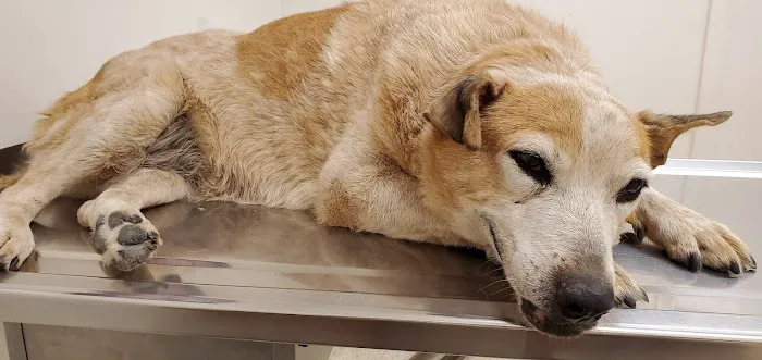 Rio Grande Animal Hospital Picture 4