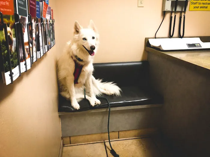 VCA West Mesa Animal Hospital Picture 3