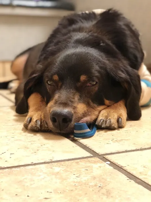 VCA West Mesa Animal Hospital Picture 4