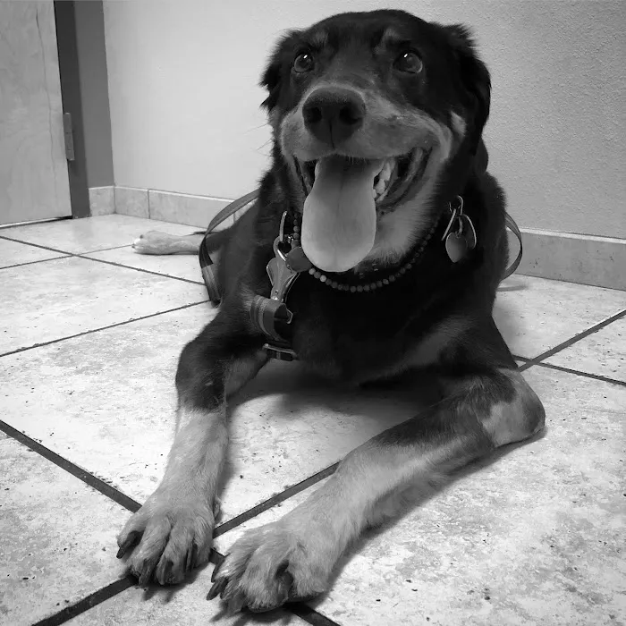 VCA West Mesa Animal Hospital Picture 10