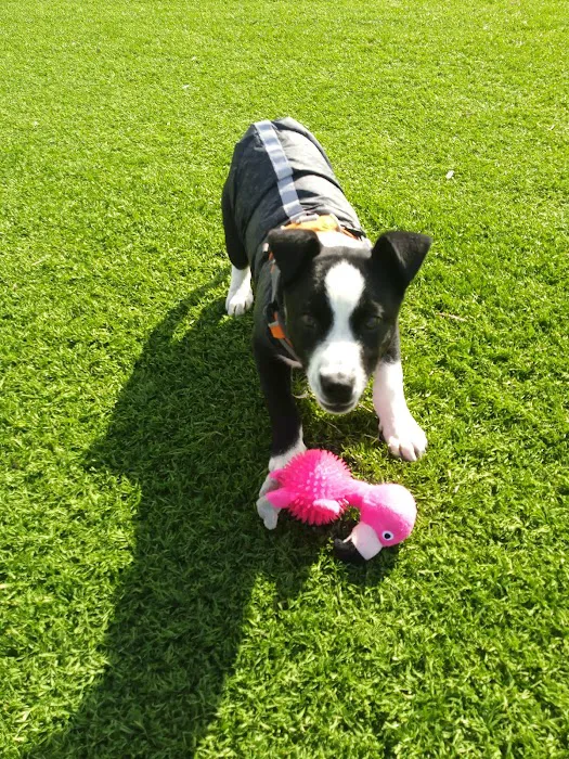 VCA West Mesa Animal Hospital Picture 9
