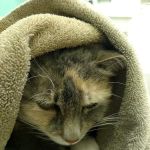 Good Shepherd Animal Clinic: Bingham Linda DVM