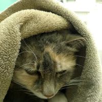 Good Shepherd Animal Clinic: Bingham Linda DVM ico