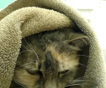 Good Shepherd Animal Clinic: Bingham Linda DVM