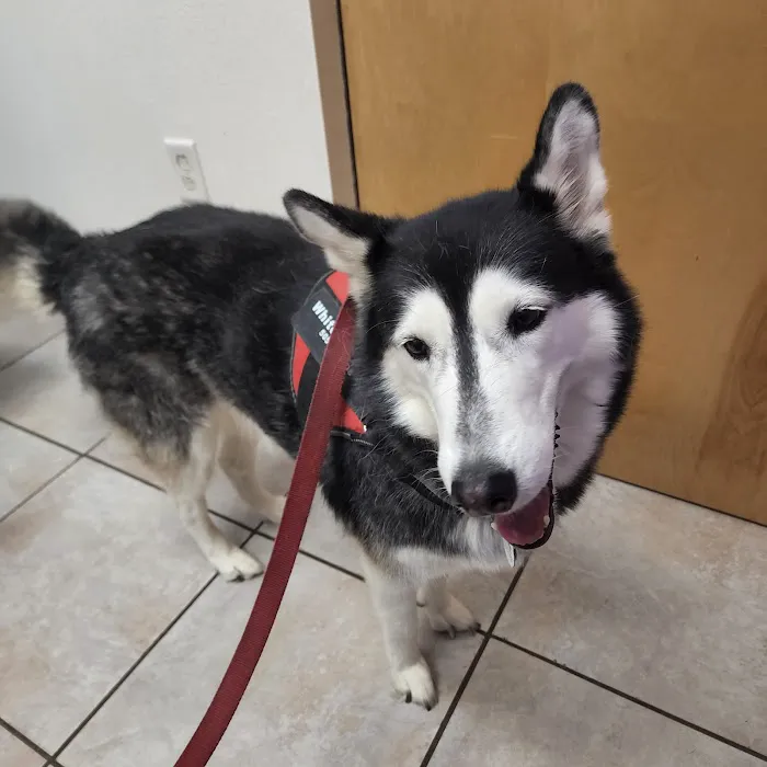 Good Shepherd Animal Clinic Picture 4