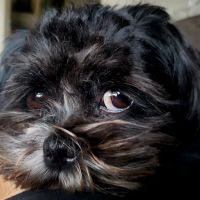 VALLEY VETCO (Quality preventive veterinary care) ico